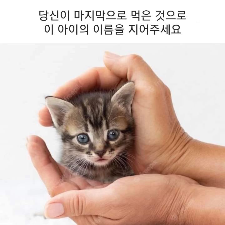 고양이의 이름을 지어주세요.jpg | 인스티즈