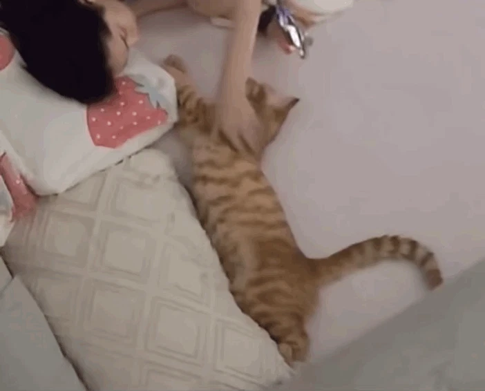고양이 쓰다듬다가 깜짝 놀란 집사.gif | 인스티즈