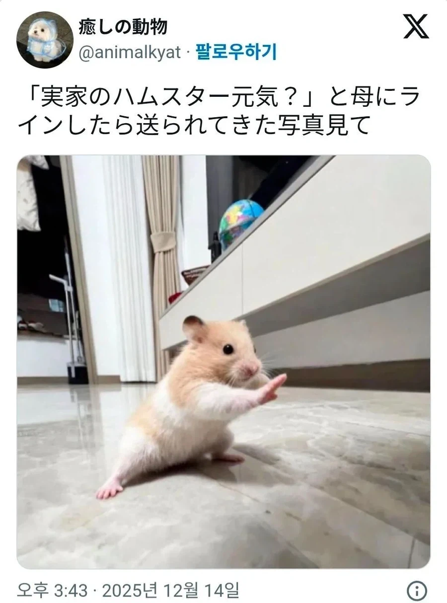 엄마한테 햄스터 잘 지내냐고 물어봤더니 보내준 사진 | 인스티즈