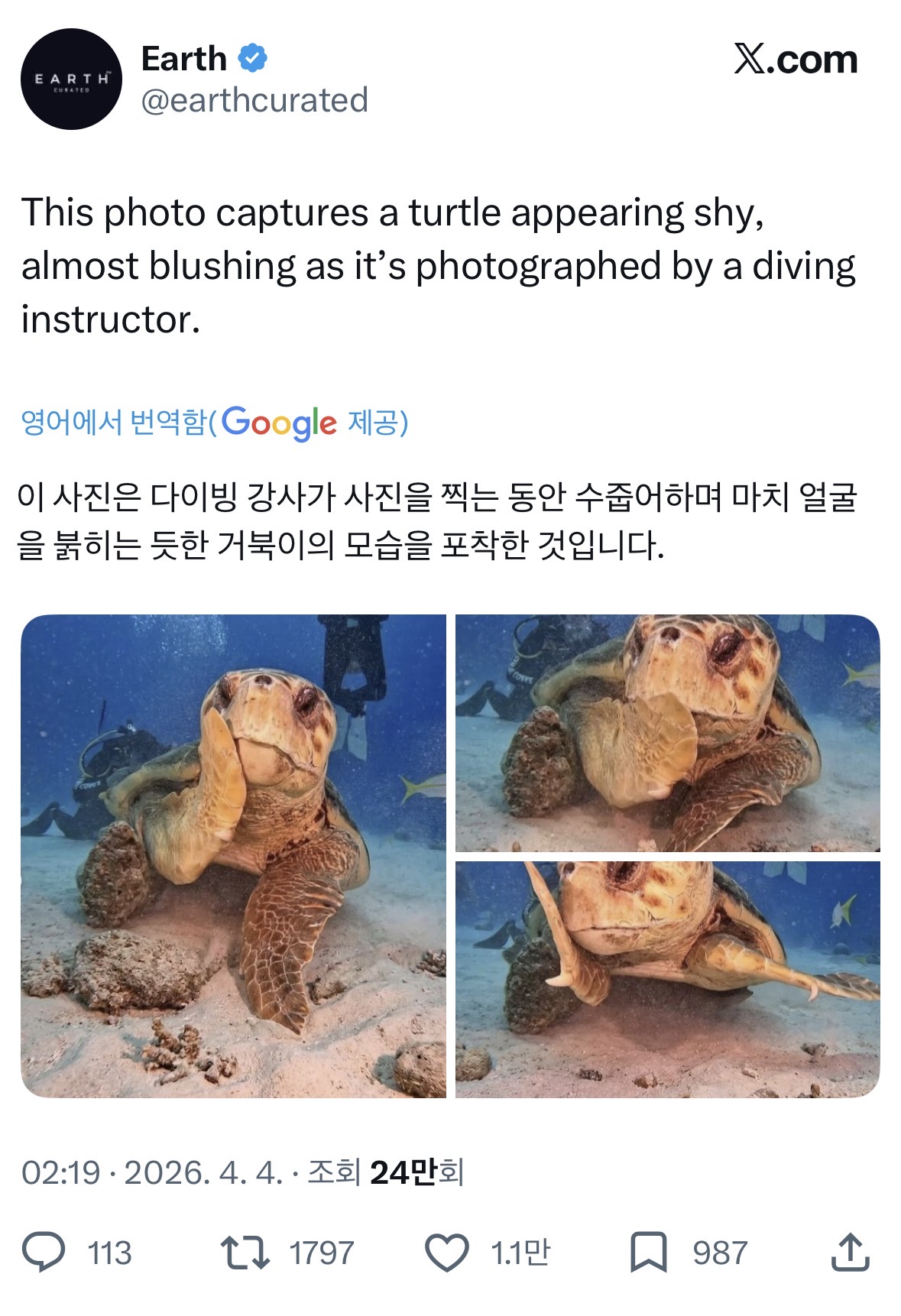 해외 반응 난리난 바다거북 사진...jpg | 인스티즈
