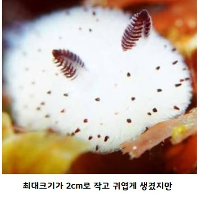 귀엽고 신기하게 생긴 바닷속 달팽이 | 인스티즈
