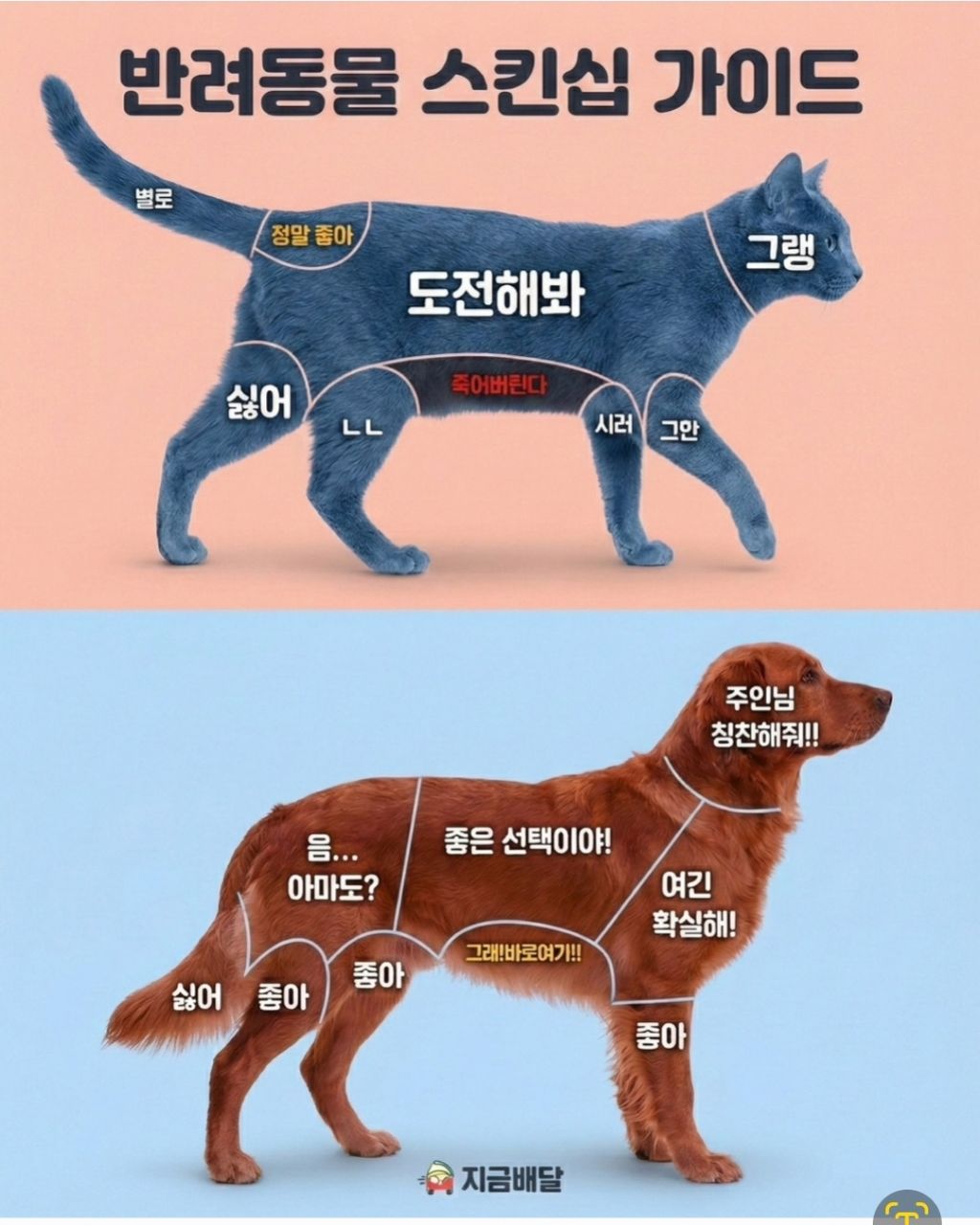 반려동물 스킨쉽 가이드 | 인스티즈