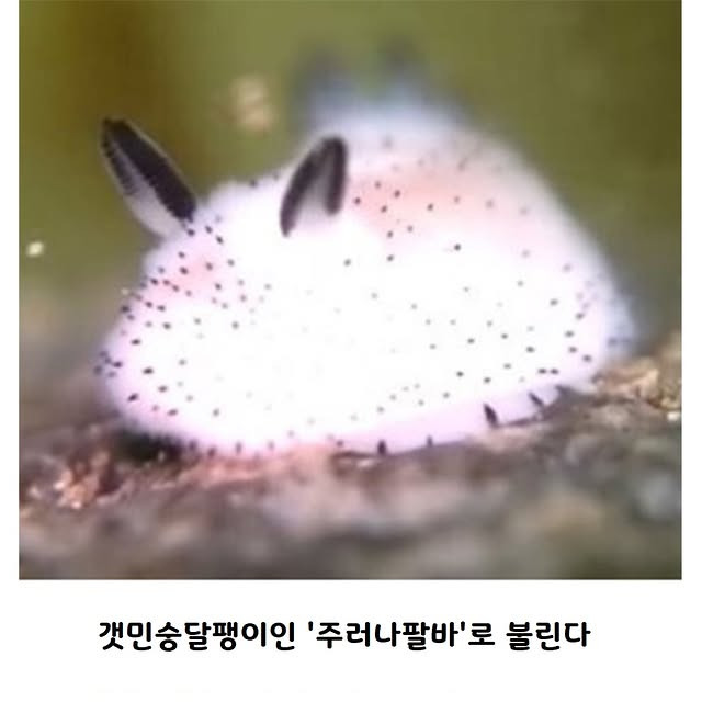 귀엽고 신기하게 생긴 바닷속 달팽이 | 인스티즈