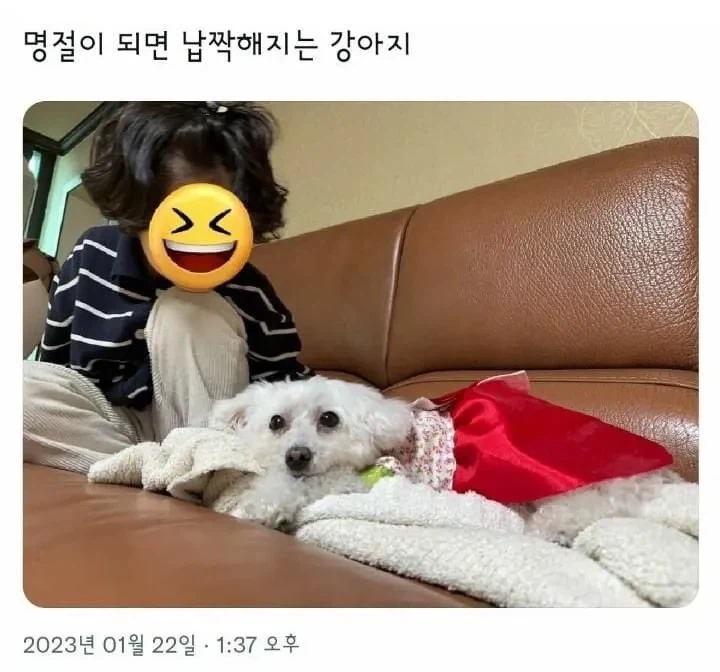 조카가 하도 쓰다듬어서 납작해진 강아지 | 인스티즈