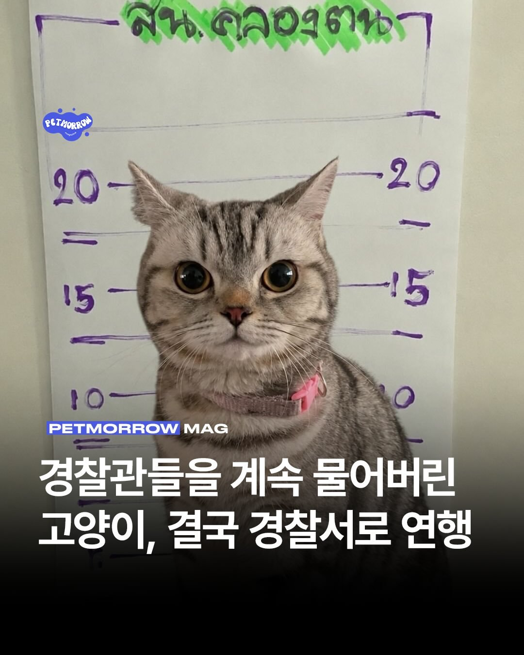경찰관들을 계속 물어버린 고양이 | 인스티즈