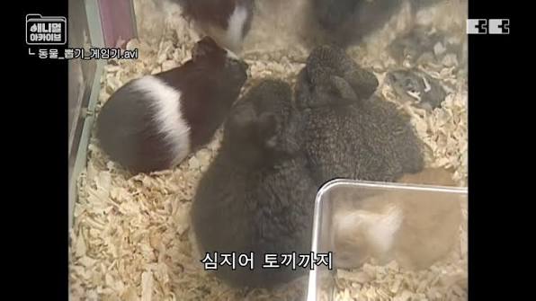 중장년층이 즐겼다는 뽑기 기계 | 인스티즈