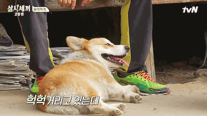 [삼시세끼] 유해진이 반려견이 안보일때 하는말 ㅋㅋㅋ | 인스티즈