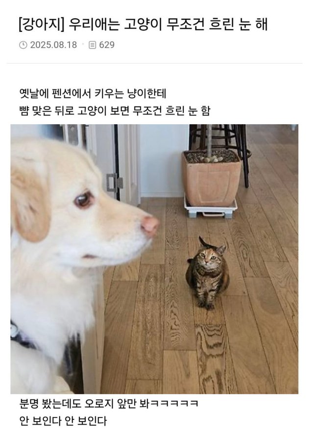 트라우마 있는 강아지 | 인스티즈