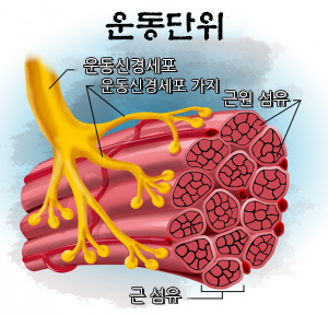 실전압축근육에 대한 진실..JPG | 인스티즈