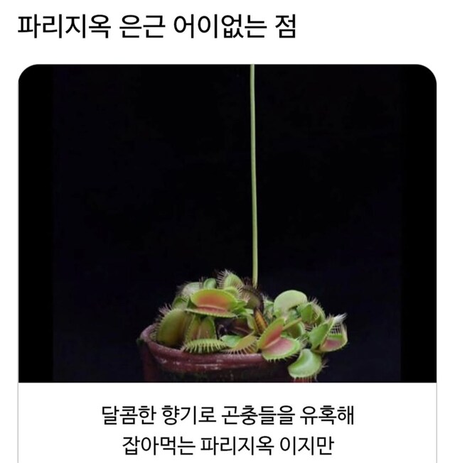 파리지옥 은근 어이없는 점 | 인스티즈
