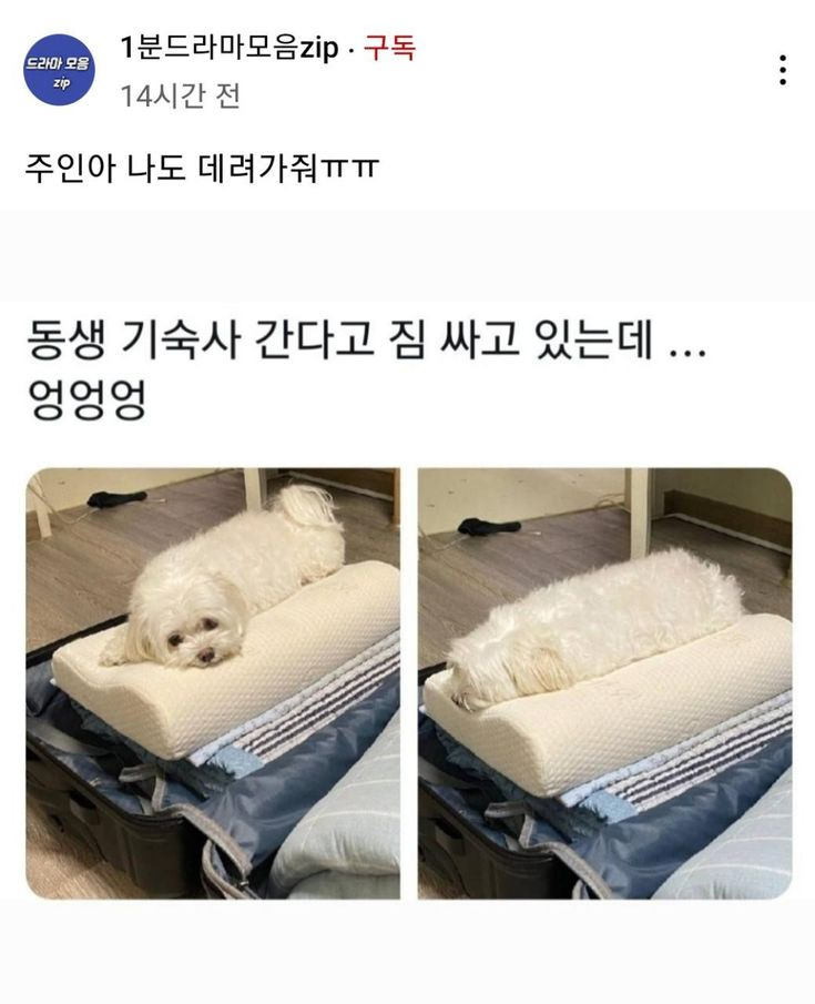 나중에 나처럼 우락부락해지면 누가 귀여워 해 줄거 같냐? | 인스티즈