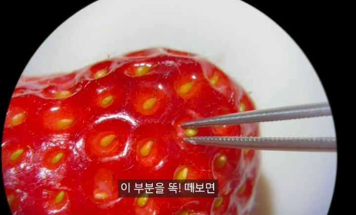 충격적인 딸기의 진실 (딸기 씨 근접샷 주의) | 인스티즈