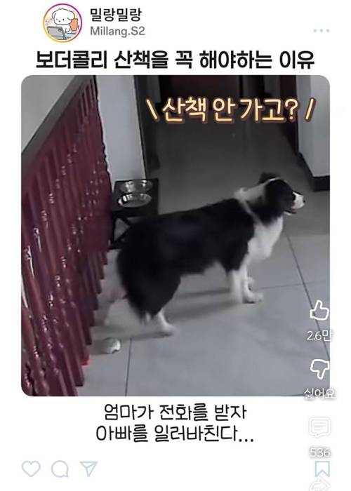 엄마한테 전화걸어서 일러바치는 보더콜리 | 인스티즈