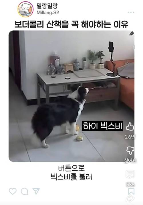 엄마한테 전화걸어서 일러바치는 보더콜리 | 인스티즈