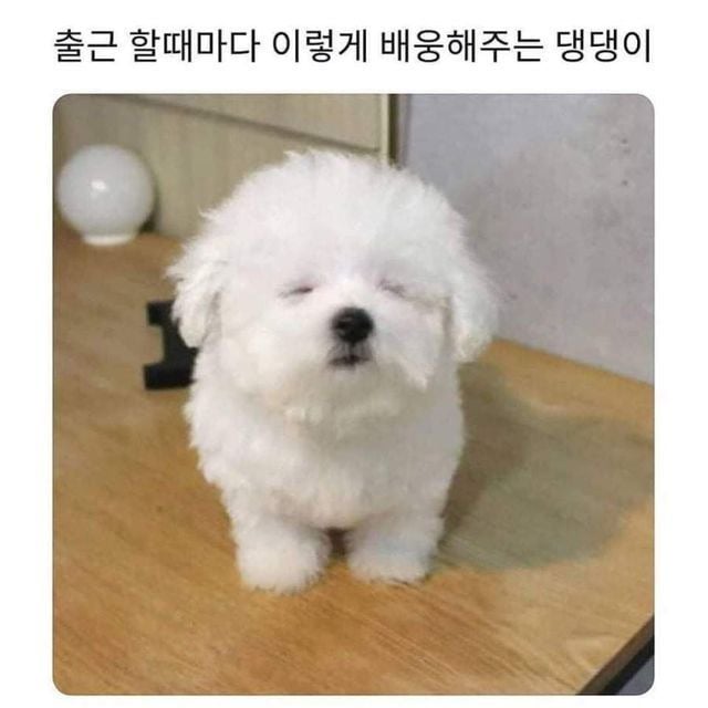 나중에 나처럼 우락부락해지면 누가 귀여워 해 줄거 같냐? | 인스티즈
