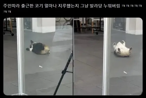 주인따라 출근한 댕댕이.jpg | 인스티즈