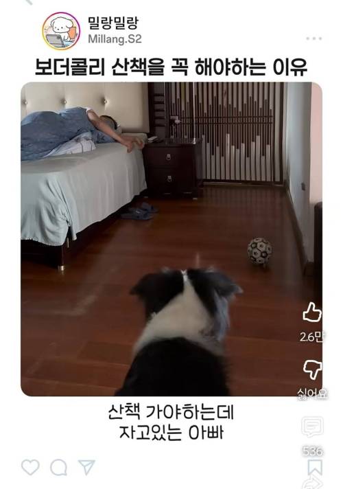 엄마한테 전화걸어서 일러바치는 보더콜리 | 인스티즈