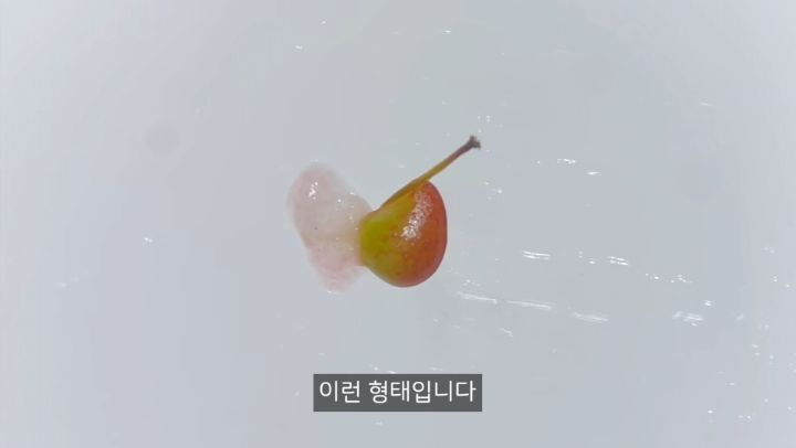 충격적인 딸기의 진실 (딸기 씨 근접샷 주의) | 인스티즈
