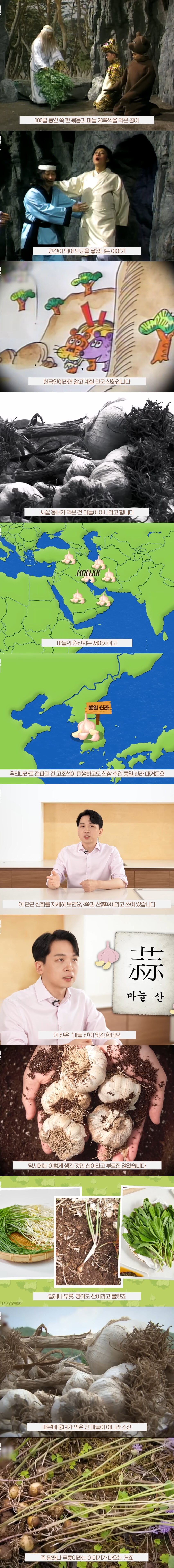 단군신화에 나온 마늘에 관한 진실.jpg | 인스티즈
