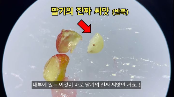 충격적인 딸기의 진실 (딸기 씨 근접샷 주의) | 인스티즈