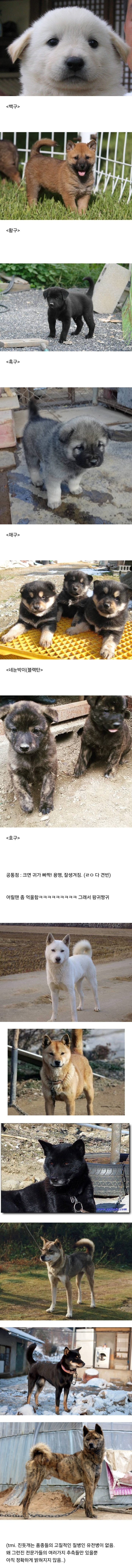 진돗개 모색별 아기때 생김새.jpg | 인스티즈