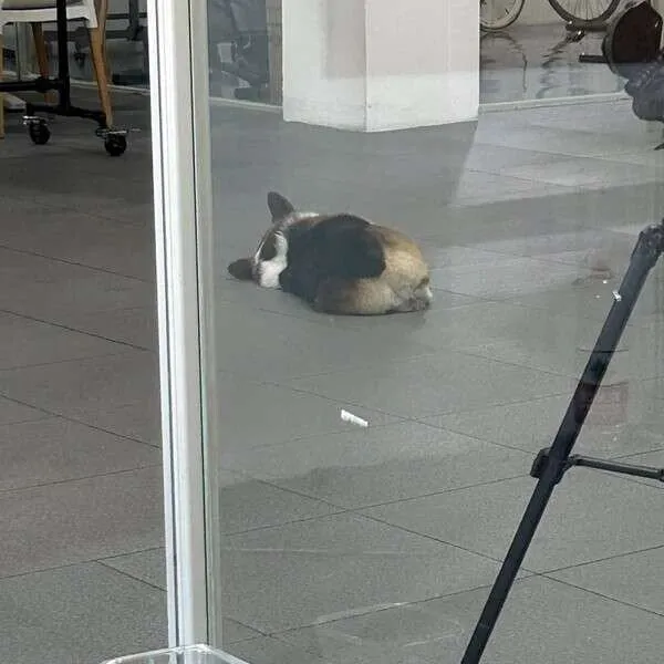 주인따라 출근한 댕댕이.jpg | 인스티즈