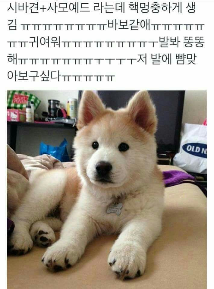 나중에 나처럼 우락부락해지면 누가 귀여워 해 줄거 같냐? | 인스티즈