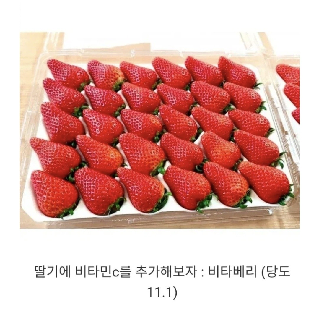 딸기 품종 개량 현황 | 인스티즈