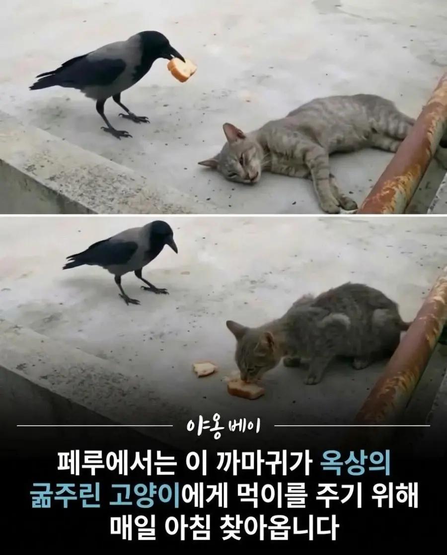 너구리가 매일 사과를 훔친 이유.jpg | 인스티즈