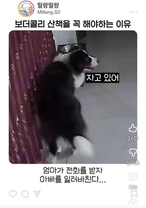 엄마한테 전화걸어서 일러바치는 보더콜리 | 인스티즈