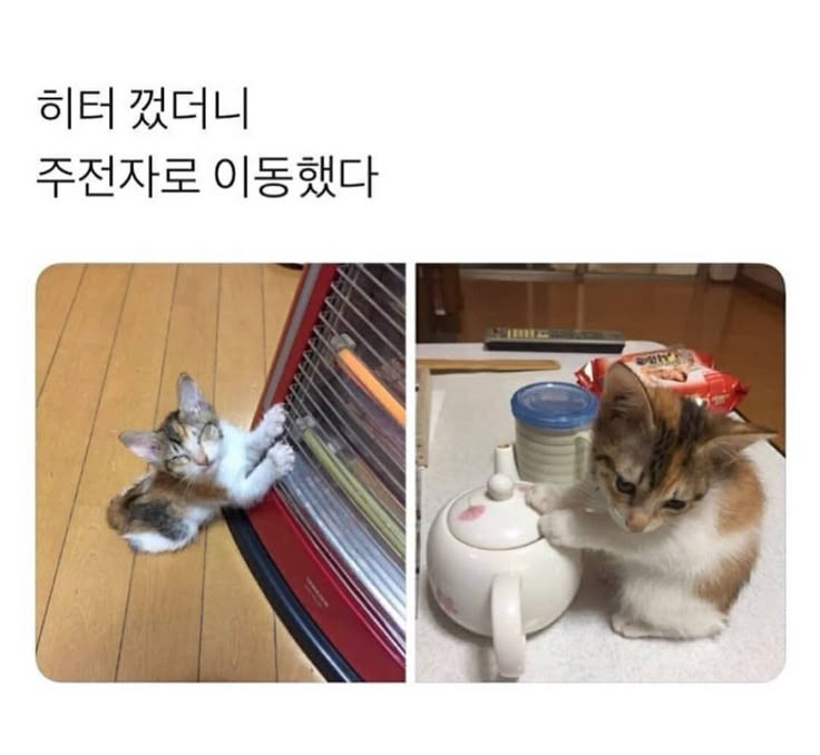 나중에 나처럼 우락부락해지면 누가 귀여워 해 줄거 같냐? | 인스티즈