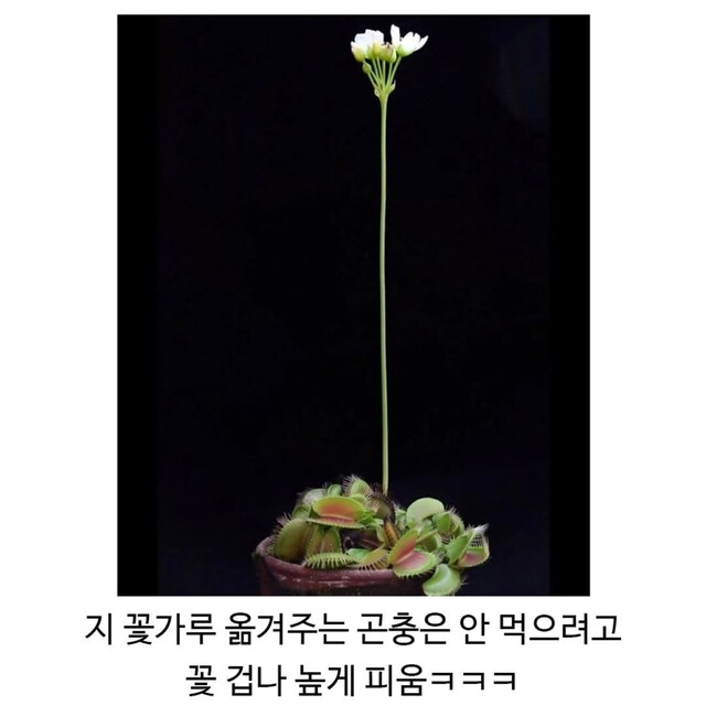 파리지옥 은근 어이없는 점 | 인스티즈