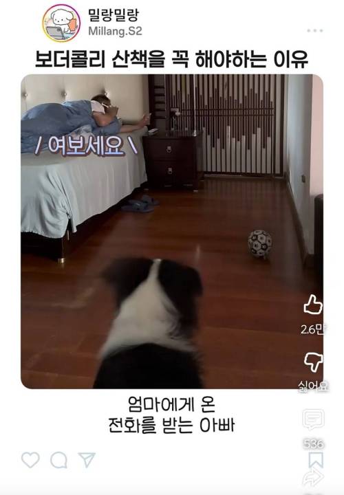 엄마한테 전화걸어서 일러바치는 보더콜리 | 인스티즈