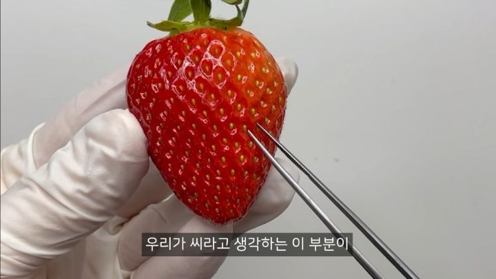 충격적인 딸기의 진실 (딸기 씨 근접샷 주의) | 인스티즈