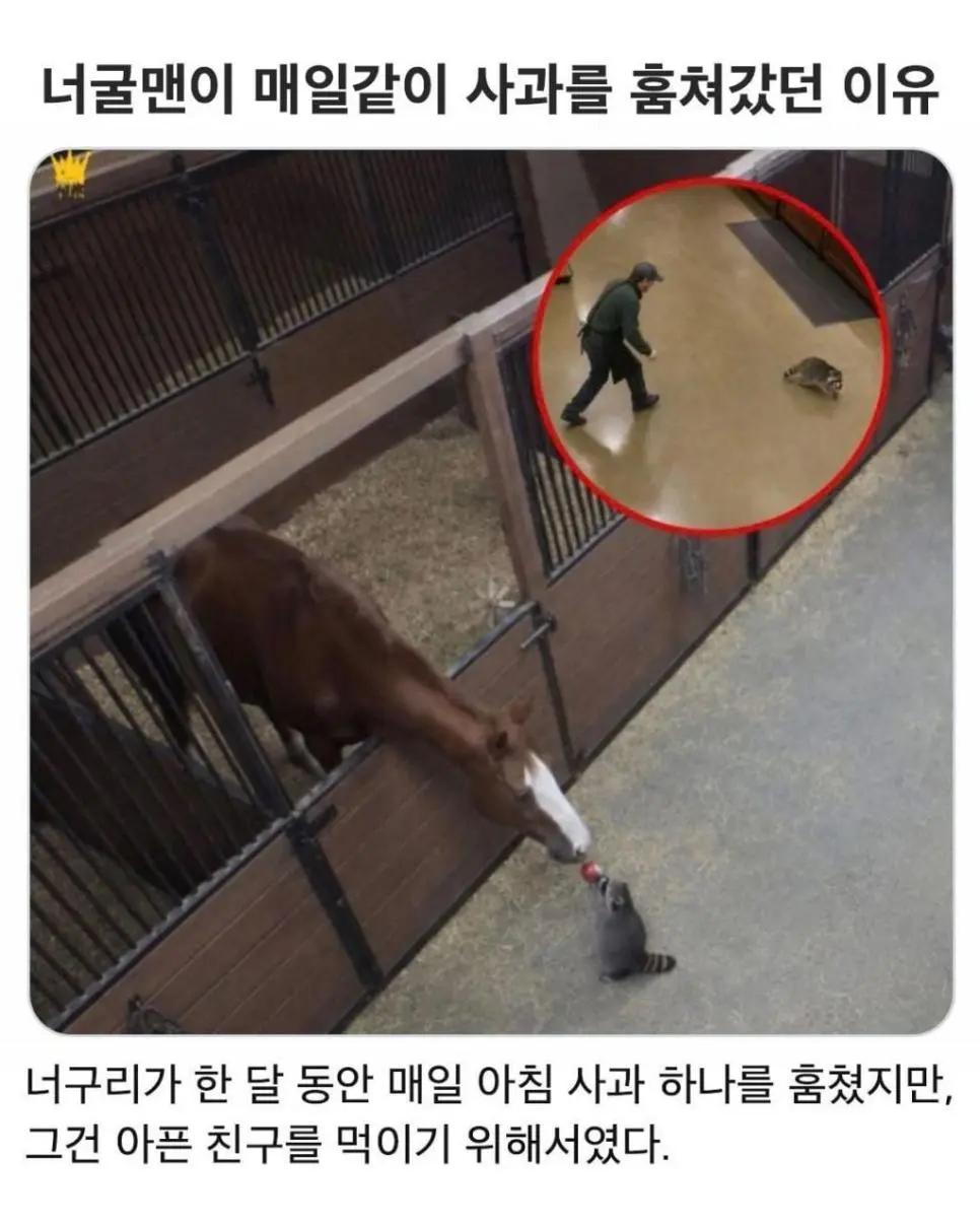 너구리가 매일 사과를 훔친 이유.jpg | 인스티즈