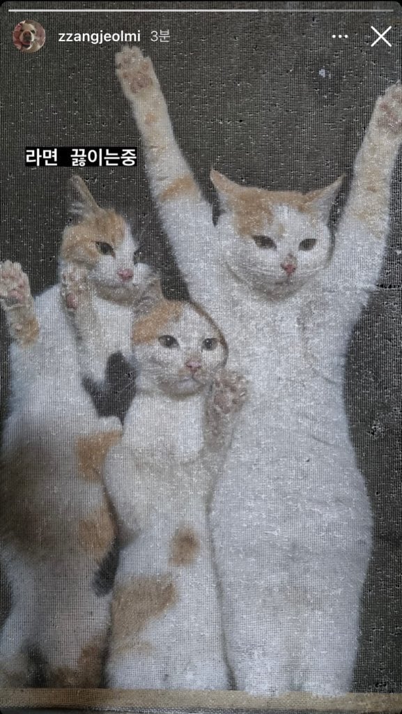 짱절미네 방충망 상황 | 인스티즈