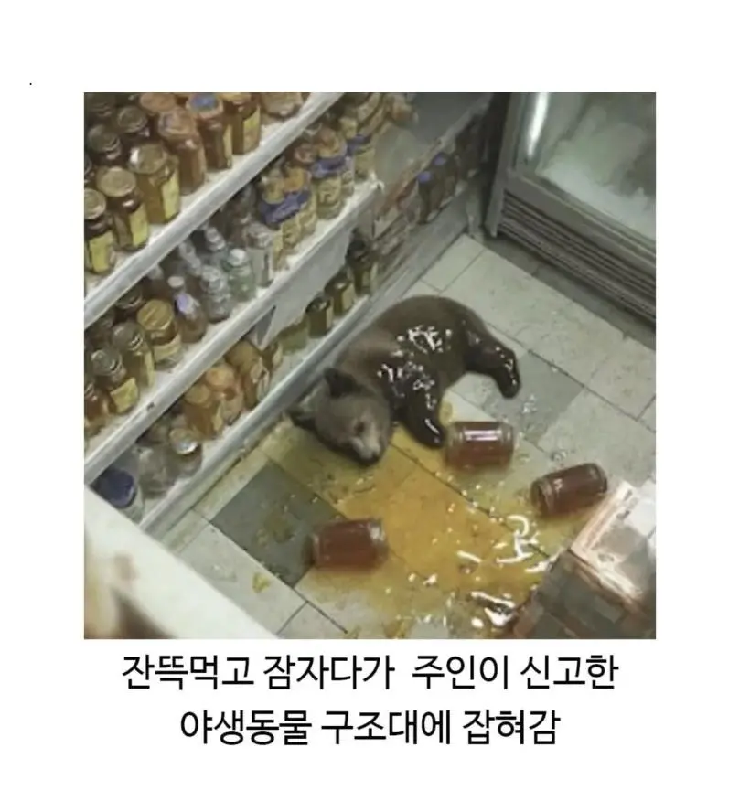 혈당 스파이크 온 불곰 | 인스티즈