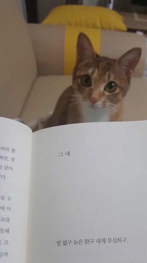 나중에 나처럼 우락부락해지면 누가 귀여워 해 줄거 같냐? | 인스티즈