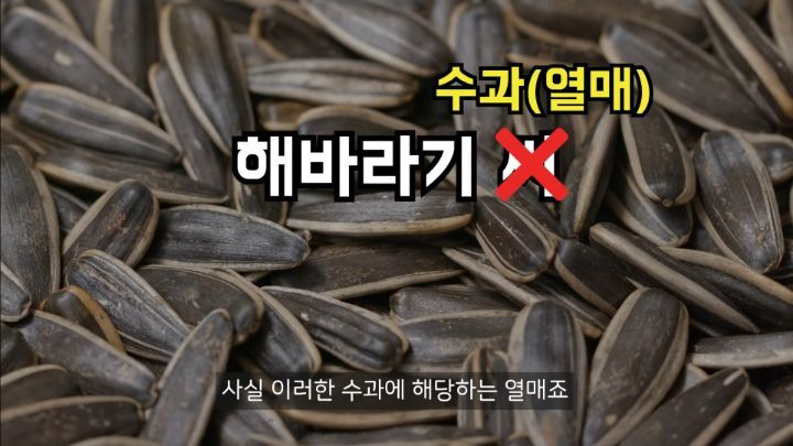 충격적인 딸기의 진실 (딸기 씨 근접샷 주의) | 인스티즈