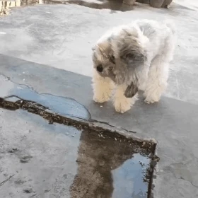 물에 비친 자기 모습을 본 강아지.gif | 인스티즈
