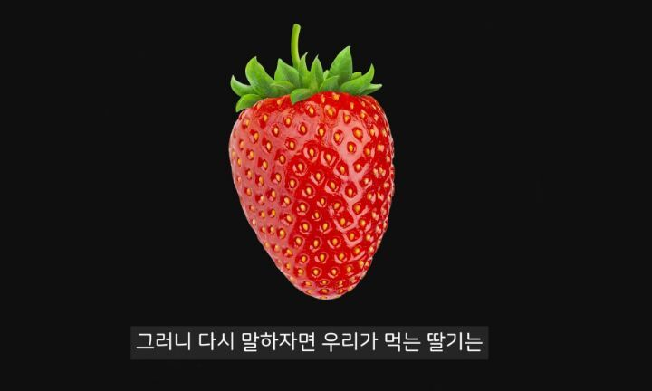 충격적인 딸기의 진실 (딸기 씨 근접샷 주의) | 인스티즈
