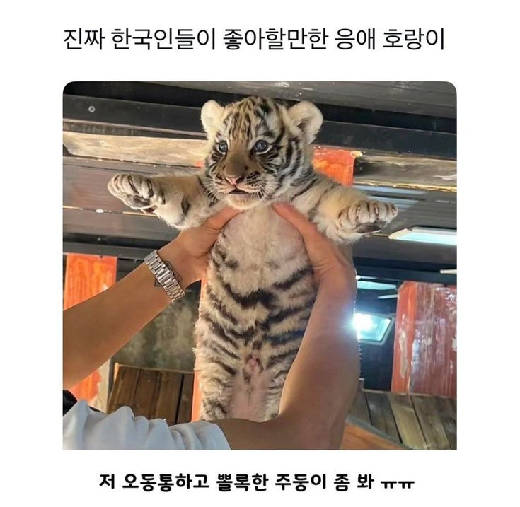 나중에 나처럼 우락부락해지면 누가 귀여워 해 줄거 같냐? | 인스티즈