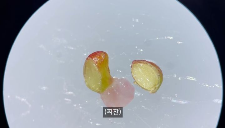충격적인 딸기의 진실 (딸기 씨 근접샷 주의) | 인스티즈
