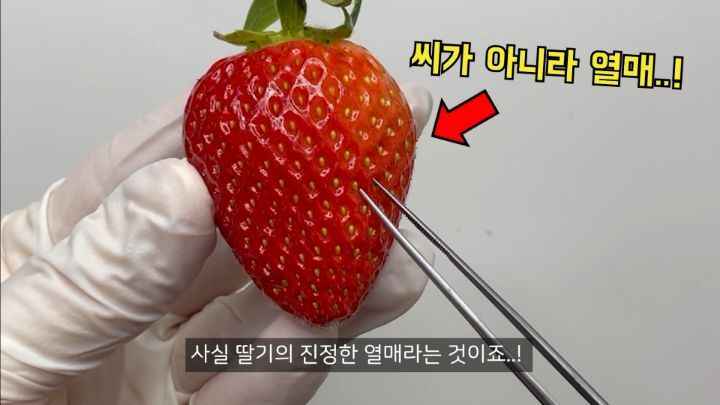 충격적인 딸기의 진실 (딸기 씨 근접샷 주의) | 인스티즈