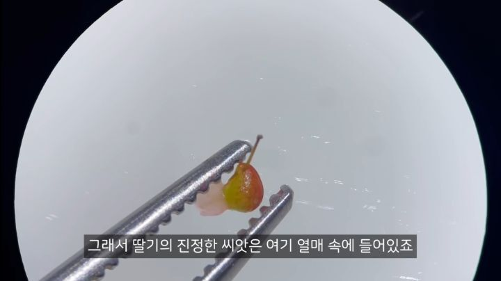 충격적인 딸기의 진실 (딸기 씨 근접샷 주의) | 인스티즈