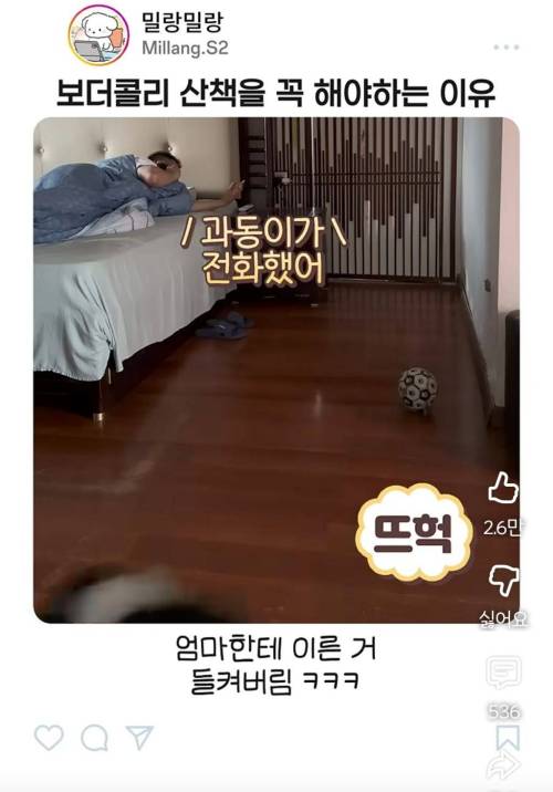 엄마한테 전화걸어서 일러바치는 보더콜리 | 인스티즈