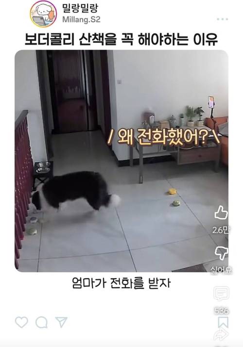 엄마한테 전화걸어서 일러바치는 보더콜리 | 인스티즈