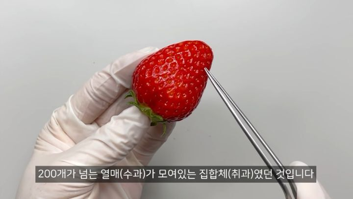충격적인 딸기의 진실 (딸기 씨 근접샷 주의) | 인스티즈