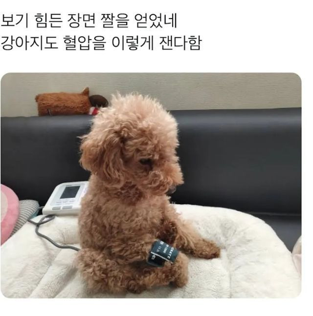 나중에 나처럼 우락부락해지면 누가 귀여워 해 줄거 같냐? | 인스티즈