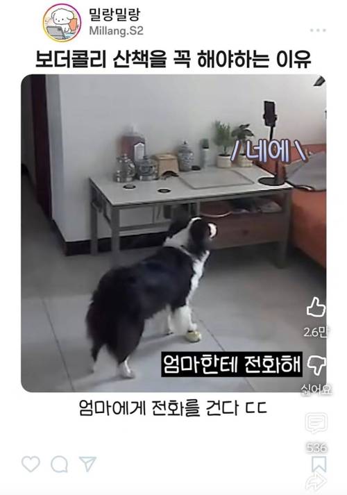엄마한테 전화걸어서 일러바치는 보더콜리 | 인스티즈